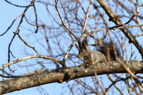 Eurasian red squirrel (Sciurus vulgaris mantchuricus) on the tree branch on blue sky background.