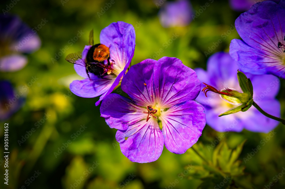 Fototapeta premium bumblebee