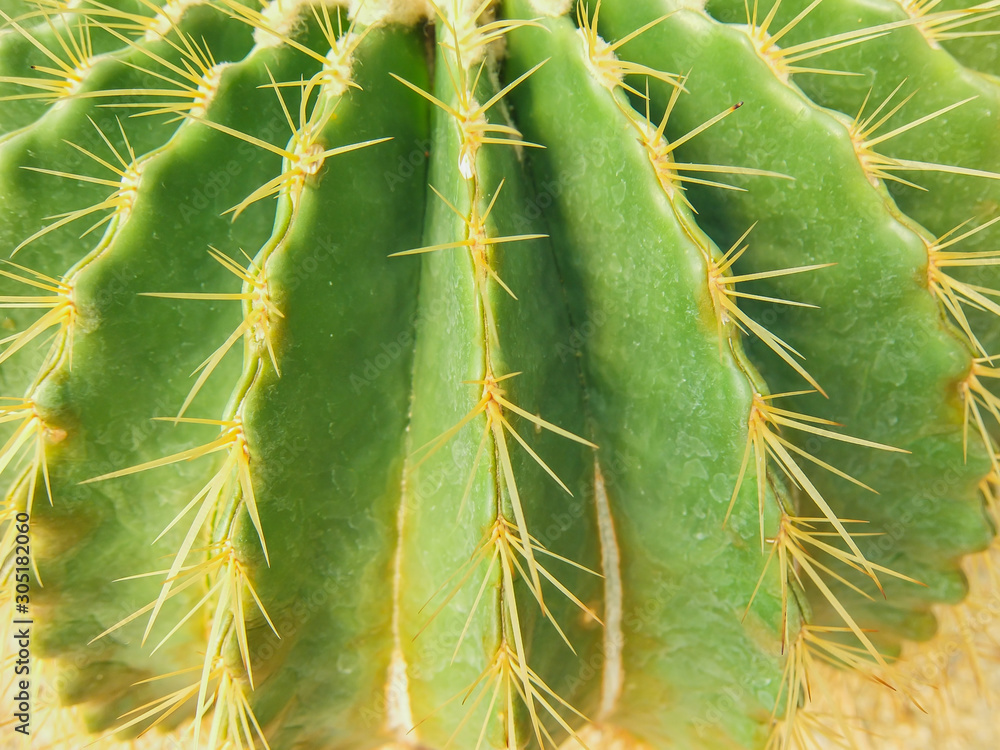 Echinocactus grusonii tree in gardening Echinocactus grusonii tree in gardening