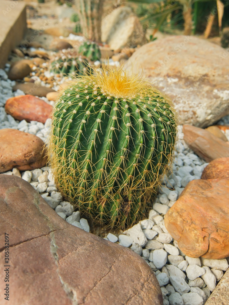 Echinocactus grusonii tree in gardening Echinocactus grusonii tree in gardening