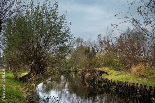 Kopfweide am Ufer des 