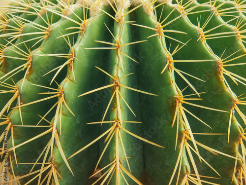 Echinocactus grusonii tree in gardening