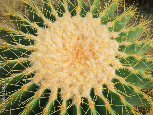 Echinocactus grusonii tree in gardening