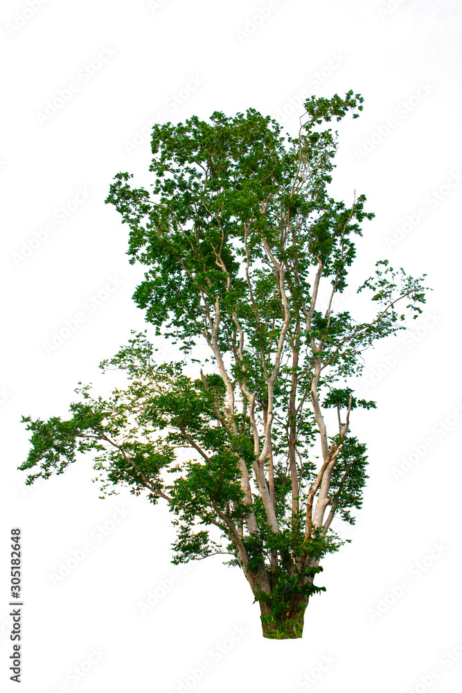 Isolated tree on white background Isolated tree on white background
