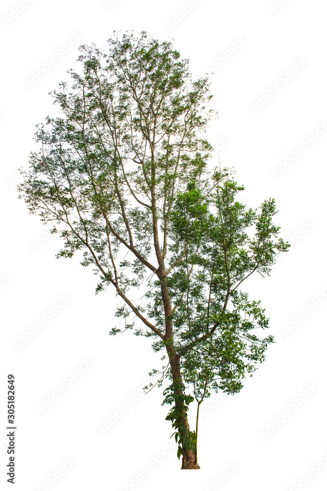 Isolated tree on white background Isolated tree on white background