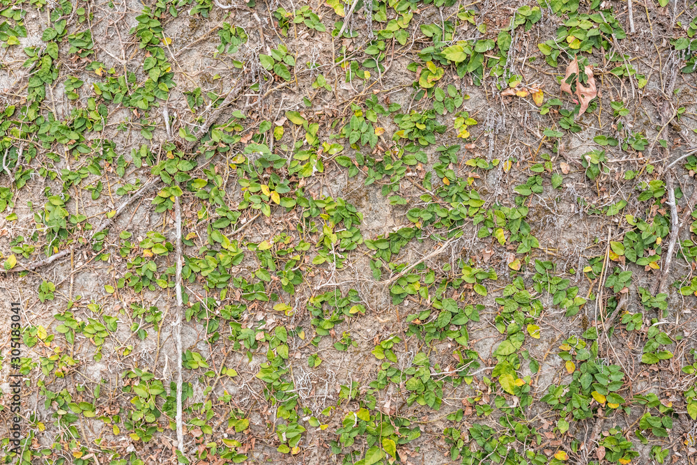 Fototapeta premium green ivy leaf on the wall