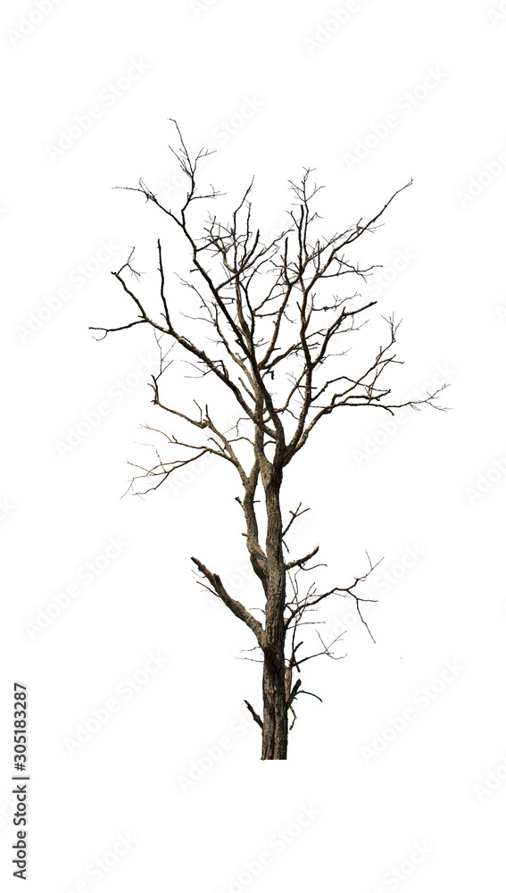 Dead tree on white background Dead tree on white background