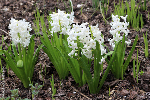 White Hyacinth flowers growing in Spring