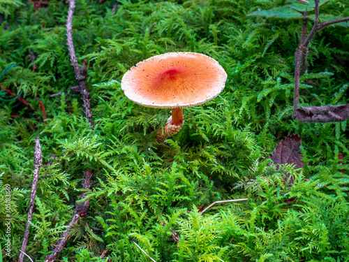 Bavarian Forest with Fall Mushroom season