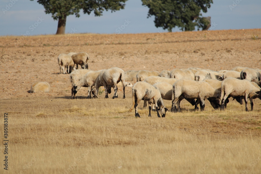 Beautiful picture of sheep of great size and weight Beautiful picture of sheep of great size and weight