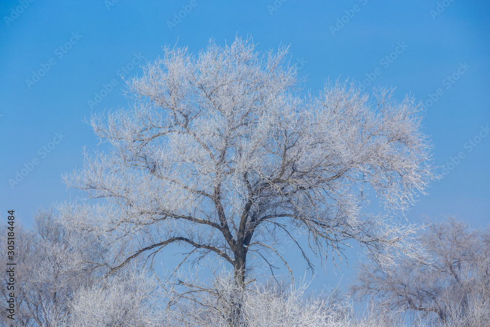 Winter Rime Scenery at Daytime in Famous Rime Island in a winter day, Jilin Province, China Winter Rime Scenery at Daytime in Famous Rime Island in a winter day, Jilin Province, China