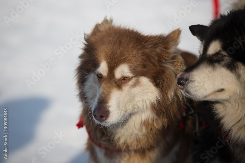 Close-up view of husky in the snow in the Northeast China