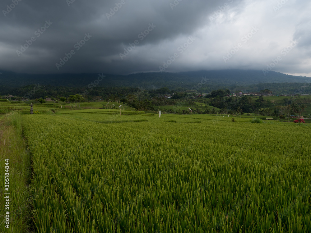 Indonesia, november 2019: Jatiluwih rice terraces. The beautiful rice fields in bali have been designated the prestigious UNESCO world heritage site. Bali Rice Terraces