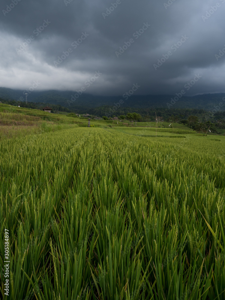 Indonesia, november 2019: Jatiluwih rice terraces. The beautiful rice fields in bali have been designated the prestigious UNESCO world heritage site. Bali Rice Terraces