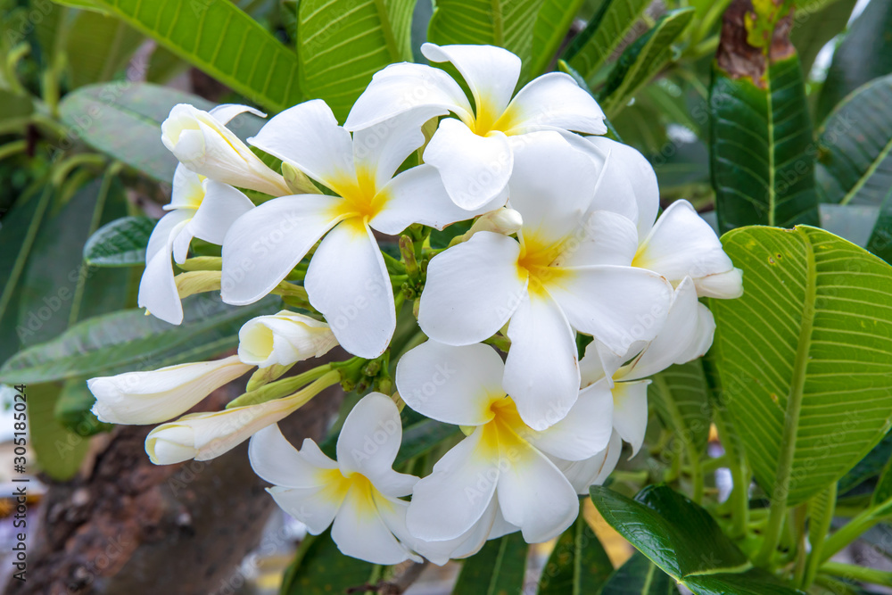 Obraz premium Frangipani White Flower.