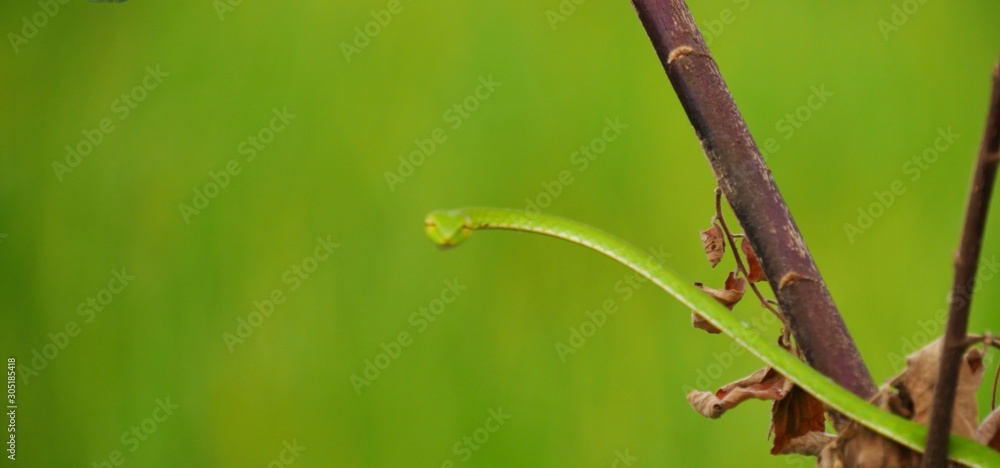 green snake camouflage hanging on tree and look forward at camera green snake camouflage hanging on tree and look forward at camera