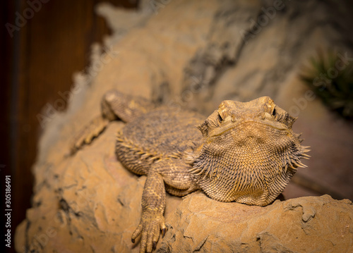 Bearded dragon lizard iguana close up portrait on natural background