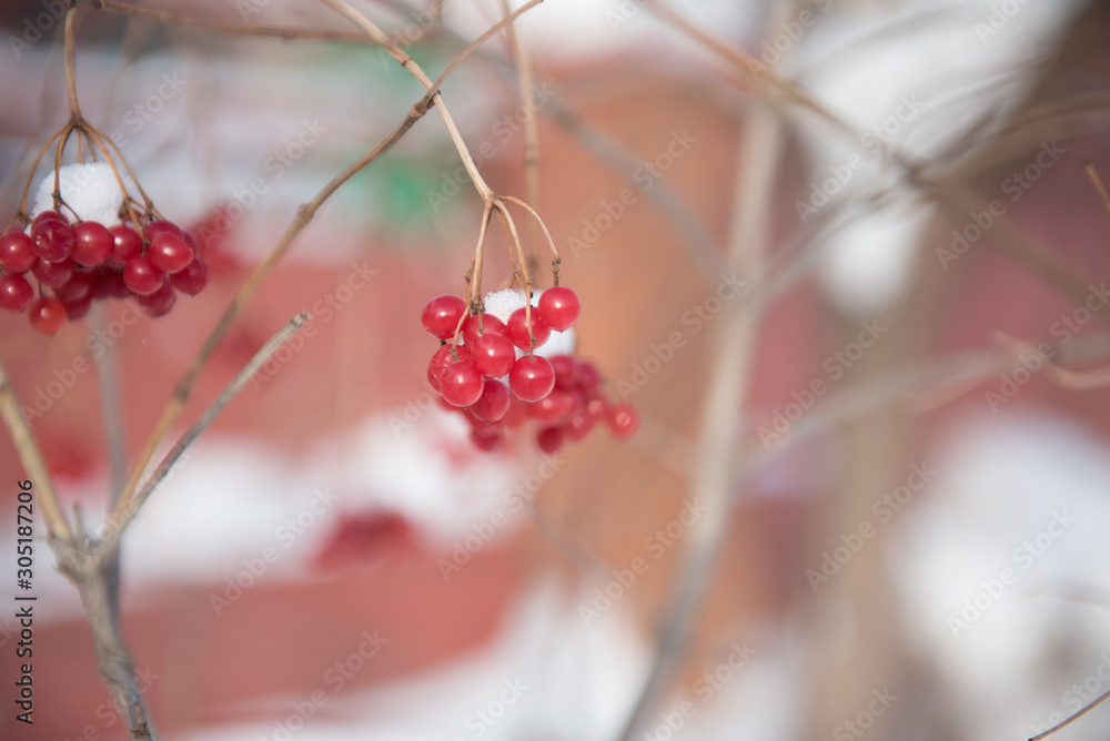 Viburnum branch in the winter. Snow on the berries. A bunch of berries. Snow. Red berries close-up. Winter has come. Viburnum branch in the winter. Snow on the berries. A bunch of berries. Snow. Red berries close-up. Winter has come.