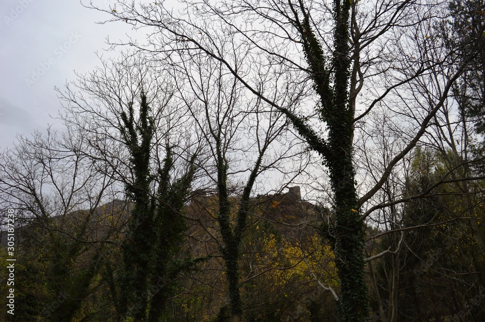 trees covered with ivy in autumn trees covered with ivy in autumn