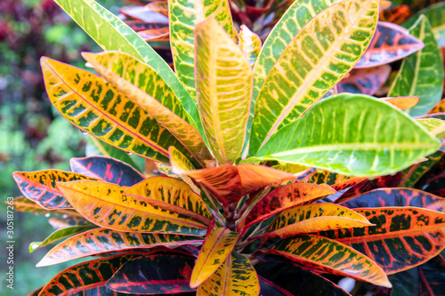 Colorful Croton Plant or Long Leaf Croton Hybrid, Tropical Tree. or colorful leaf or leave.