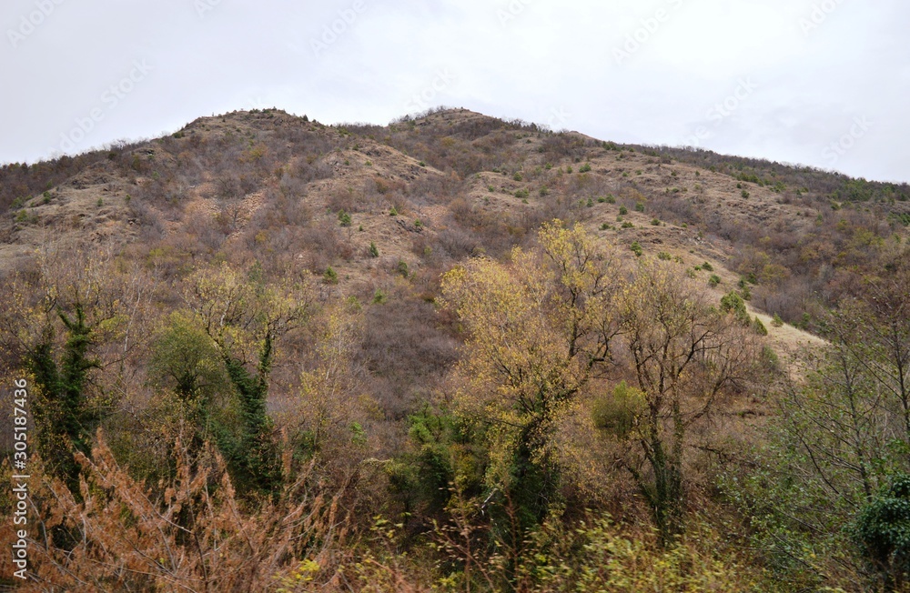 Fototapeta premium trees covered with ivy in autumn
