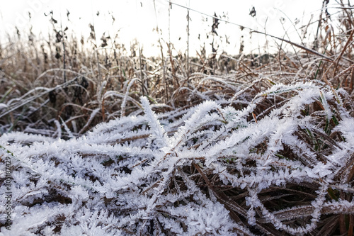 Frost on the sprigs of grass. a deposit of small white ice crystals formed on the ground or other surfaces when the temperature falls below freezing.