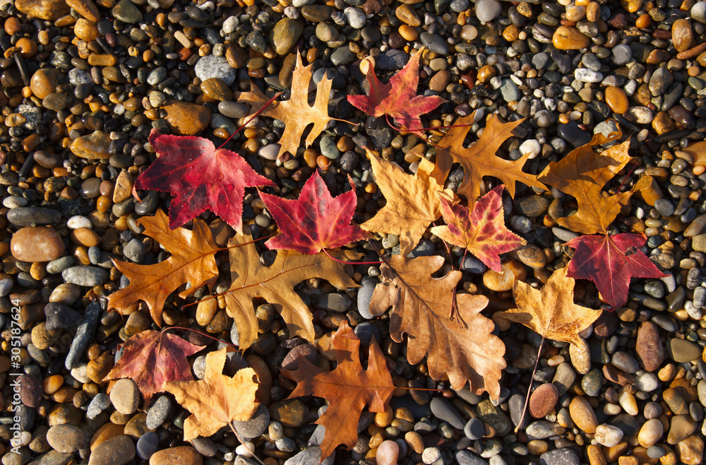 late autumn on the sea coast. Autumn leaves on a pebble beach.  Background with rock and leaf