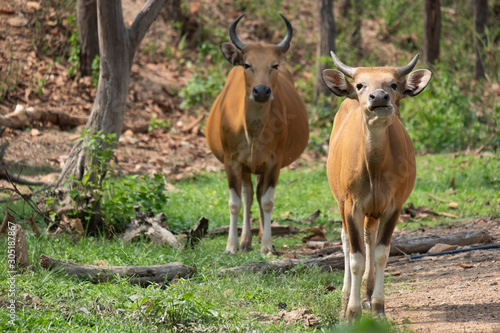 banteng