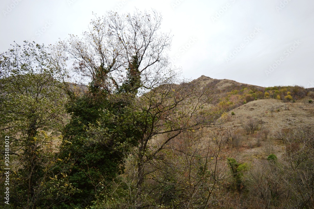 trees covered with ivy in autumn