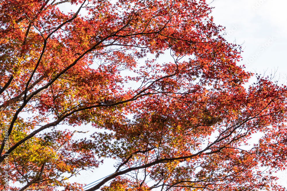 見上げる紅葉 見上げる紅葉