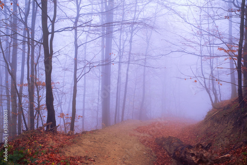 Early morning in the beech forest with fog, Cindrel mountains, Romania