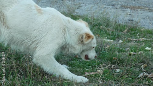 White homeless dog eats bones and leftovers on roadside grass. Feeding stray dogs. Concept of help and care about homeless animals