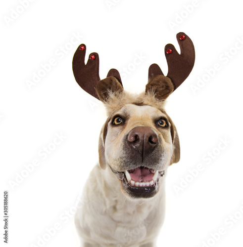 happy dog  pet celebrating christmas wearing a reindeer antlers diadem. Isolated on white expression photo