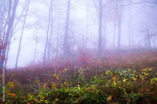 Early morning in the beech forest with fog, Cindrel mountains, Romania