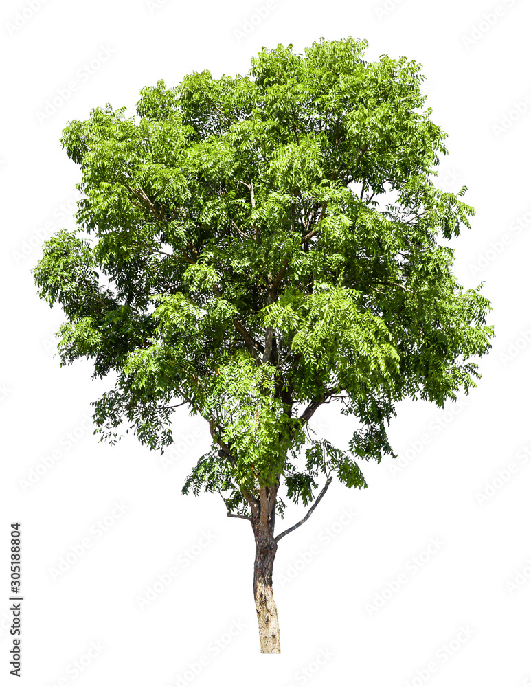Obraz premium The tree on a white background can be separated,clipping paths