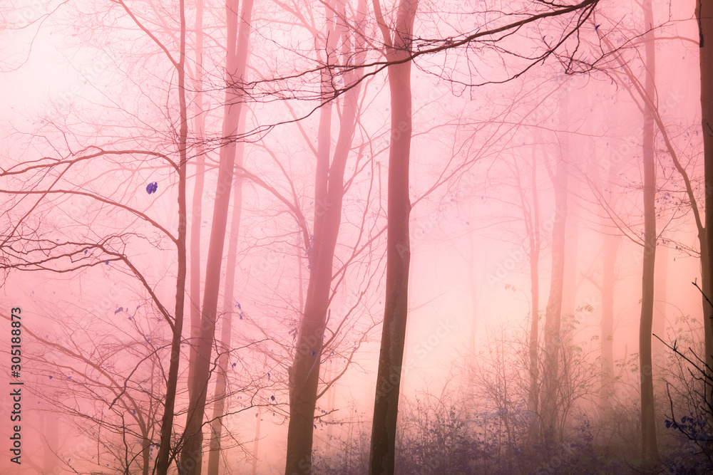 Obraz premium Early morning in the beech forest with fog, Cindrel mountains, Romania