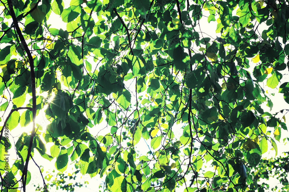 Bright spring greens at dawn in the forest. Nature comes to life in early spring. Bright spring greens at dawn in the forest. Nature comes to life in early spring.