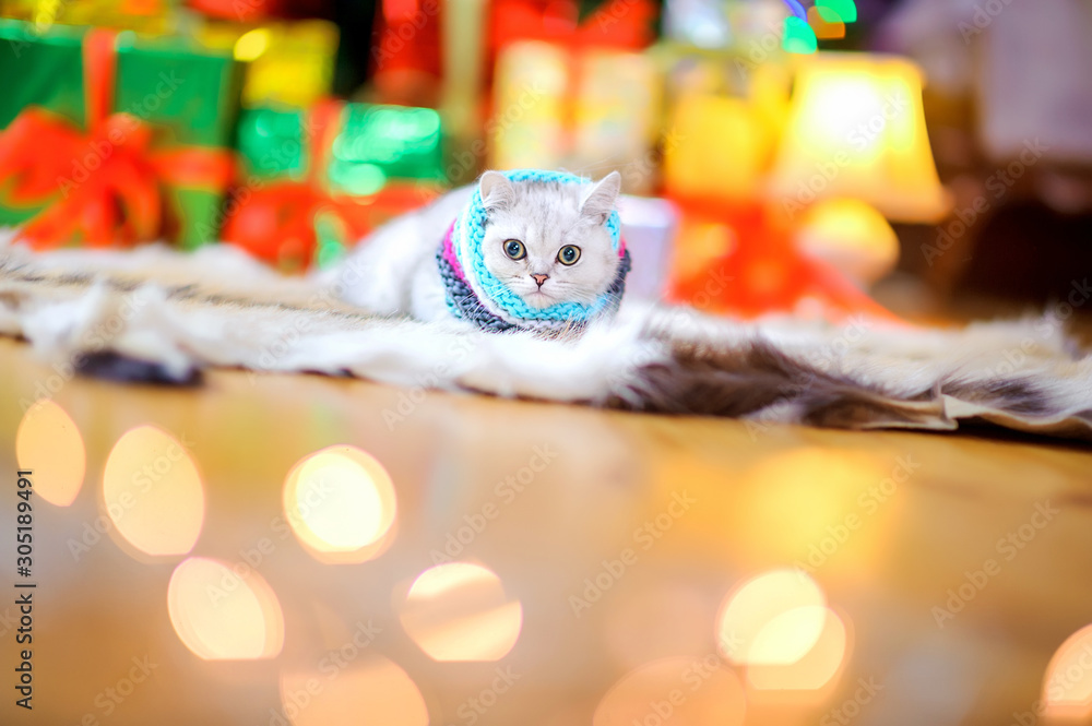 Cute little cat lies on the floor against the background of bright festive lights. Christmas and New Year