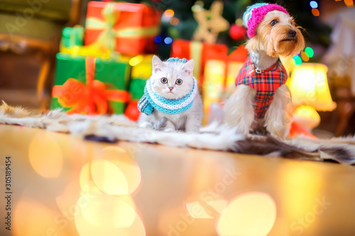 A cute cat and a price tag are sitting on the floor amid bright holiday lights. Pets. Funny animals. Christmas and New Year