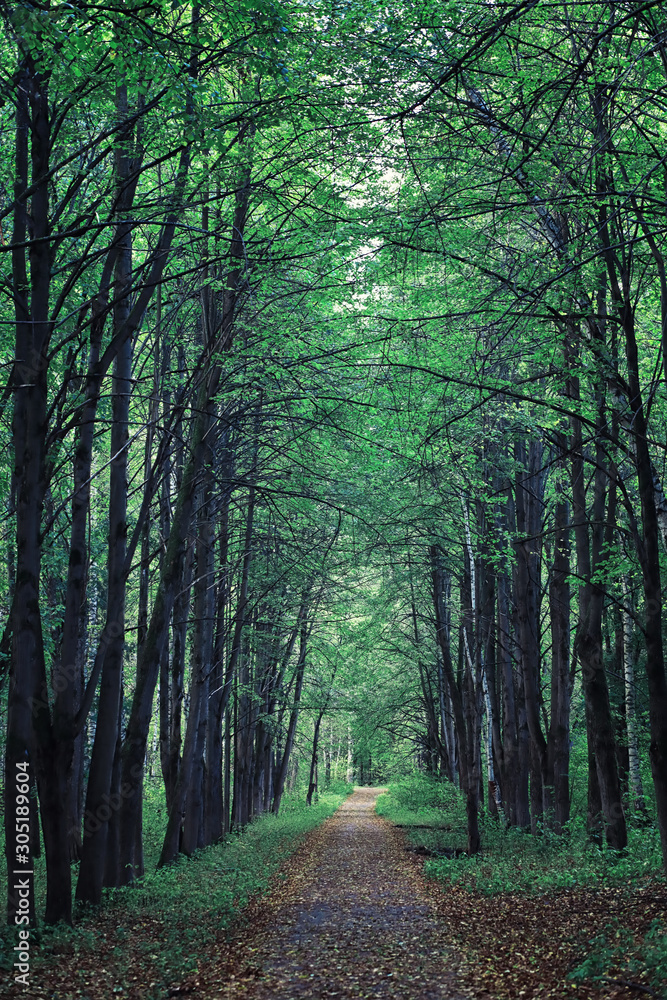Fototapeta premium Bright spring greens at dawn in the forest. Nature comes to life in early spring.