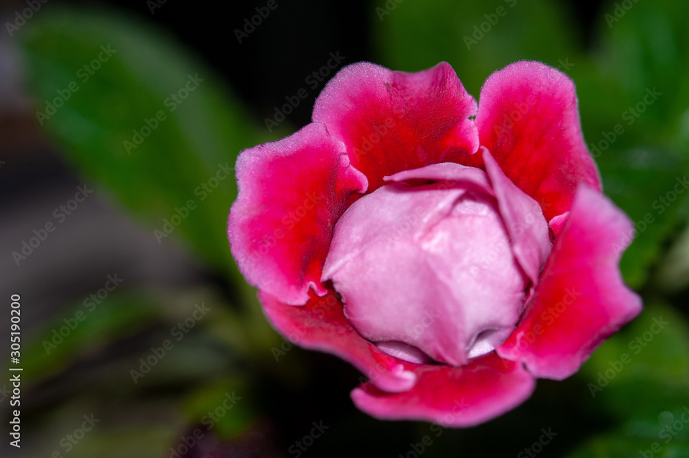 Close-up beautiful blooming red gloxinia Close-up beautiful blooming red gloxinia