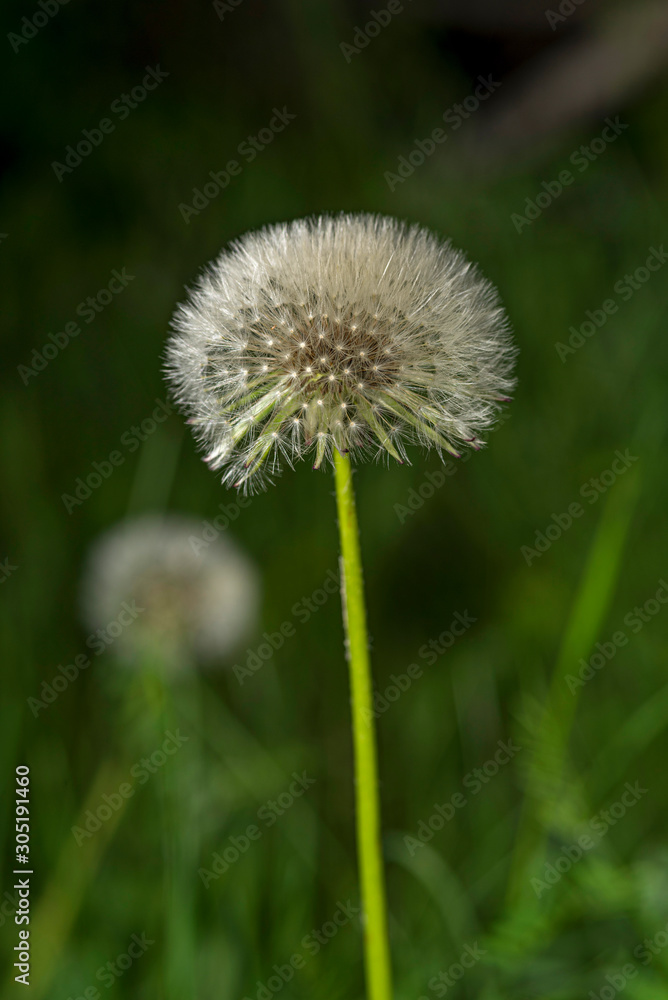Dandelion photographed close-up in cloudy weather. Dandelion photographed close-up in cloudy weather.
