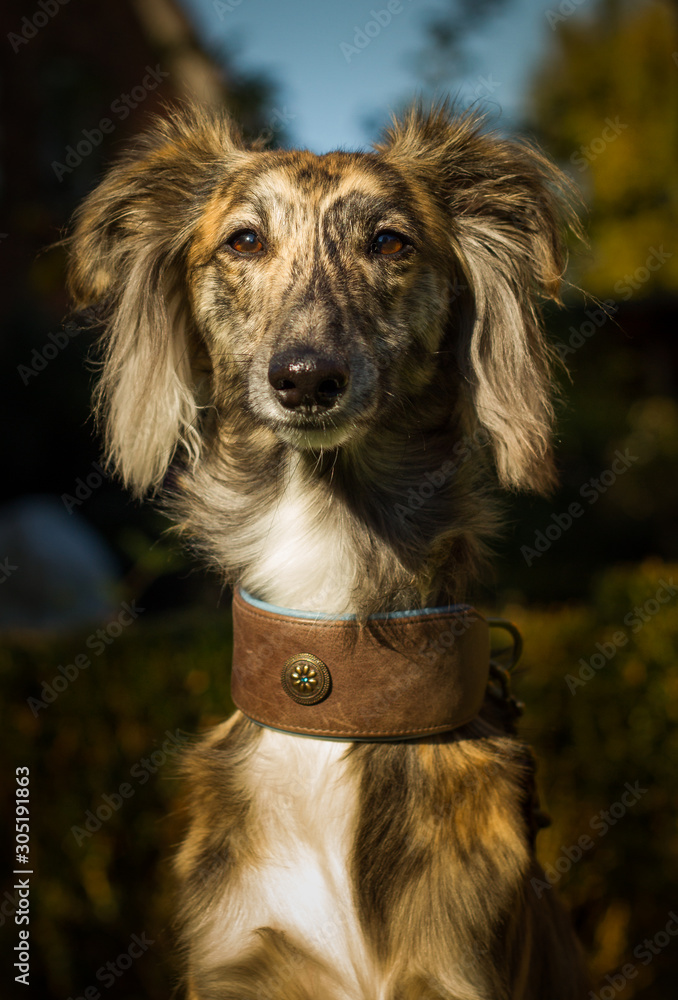 Fototapeta premium Silken Windsprite Portrait