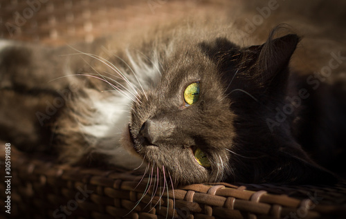 Maine Coon in blau weiß photo