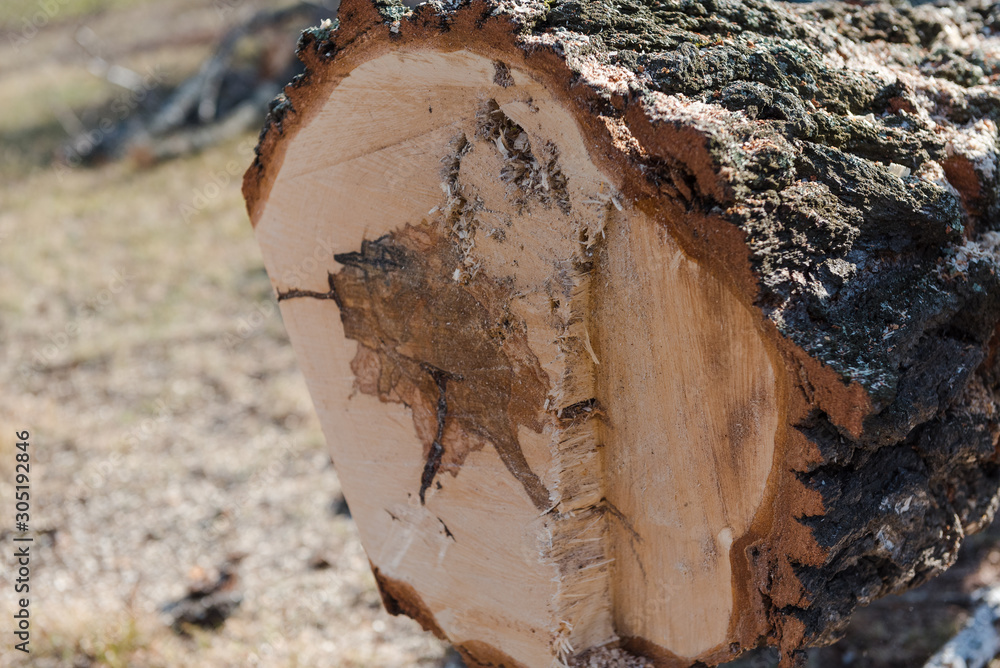 broken birch closeup. felled birch. the tree fell. logging for the winter. broken birch closeup. felled birch. the tree fell. logging for the winter.