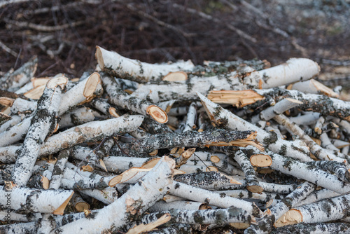 logging. chopping wood. a bunch of birch branches. birch firewood for the winter.