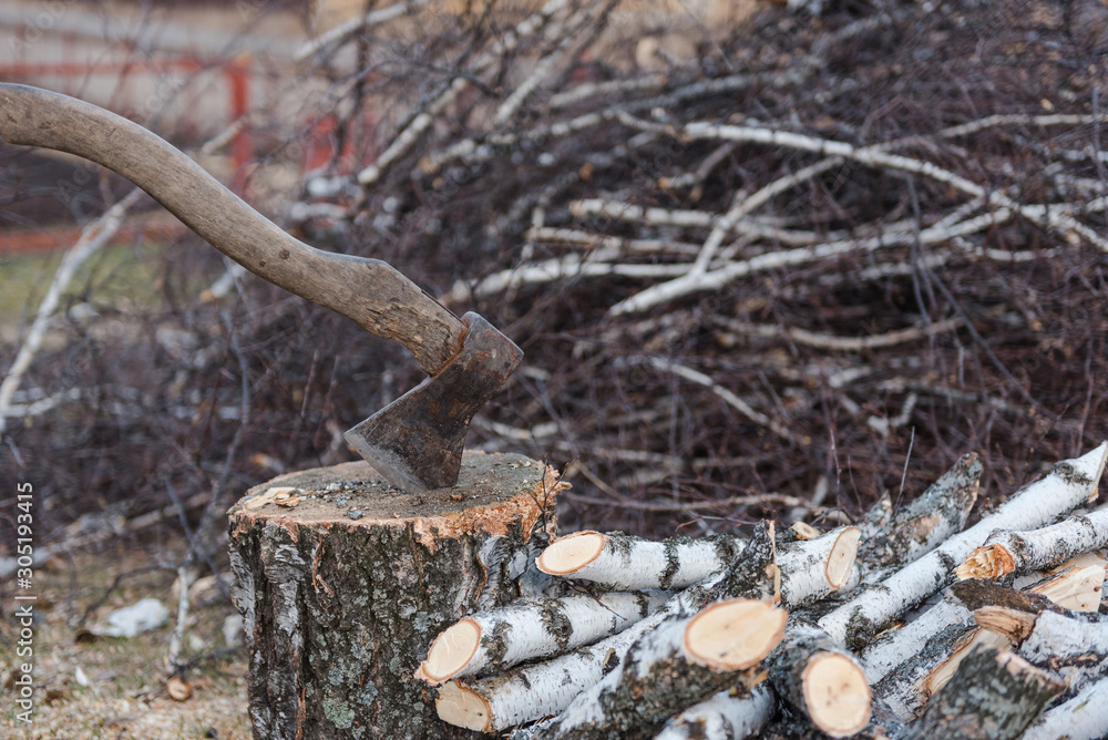 Obraz premium logging. chopping wood. a bunch of birch branches. birch firewood for the winter.