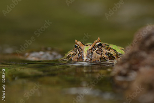 Bild auf Leinwand Green pacman swimming beside rock