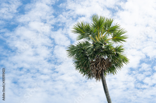 sugar palm trees with blue sky and clouds on the background