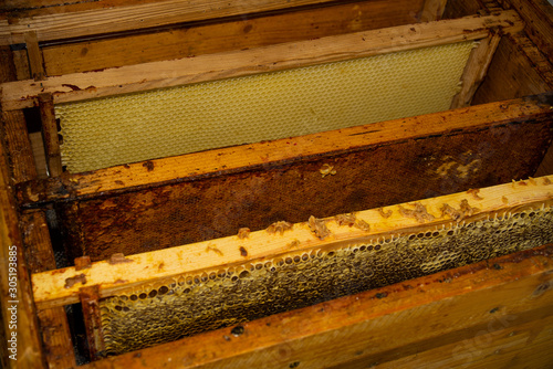 View of empty honeycombs from an apiary © Jesus